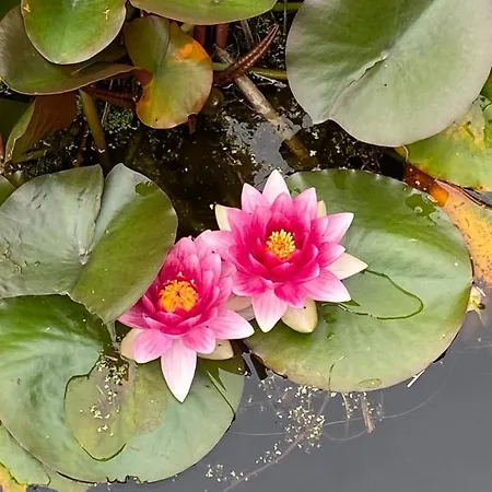 Clone House Event فيلة *