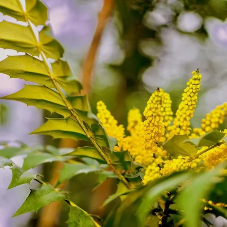 فيلة Clone House Event *