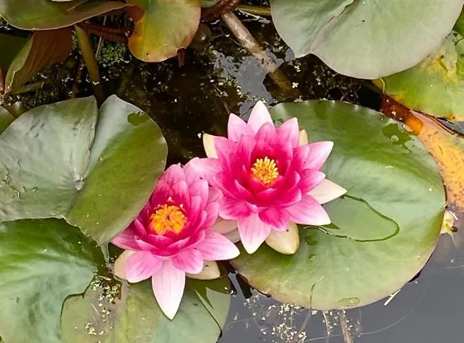 Clone House Event Villa *