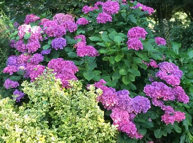 Villa Clone House Event *